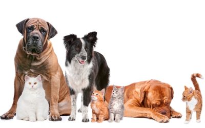 Anuncio: Actualización censo de animales de compañía