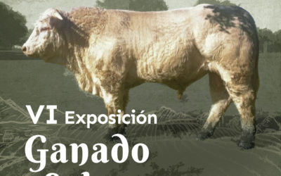 VI Exposición del ganado selecto en La Fuente de San Esteban